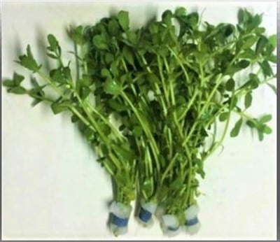 Bacoba yeşil