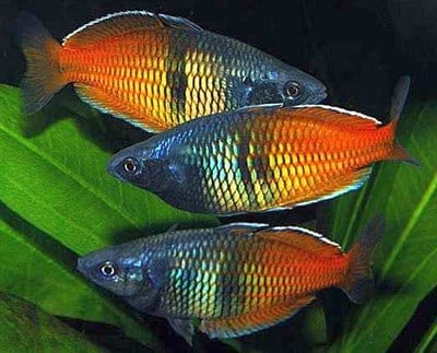 BOESSAMANİ RAINBOW BALIKLARI