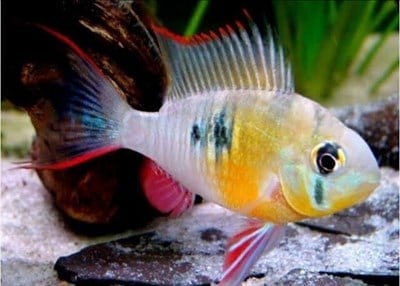 BOLIVIAN RAMİREZİ