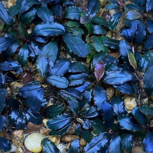 Bucephalandra Dark AngelRed-Purple