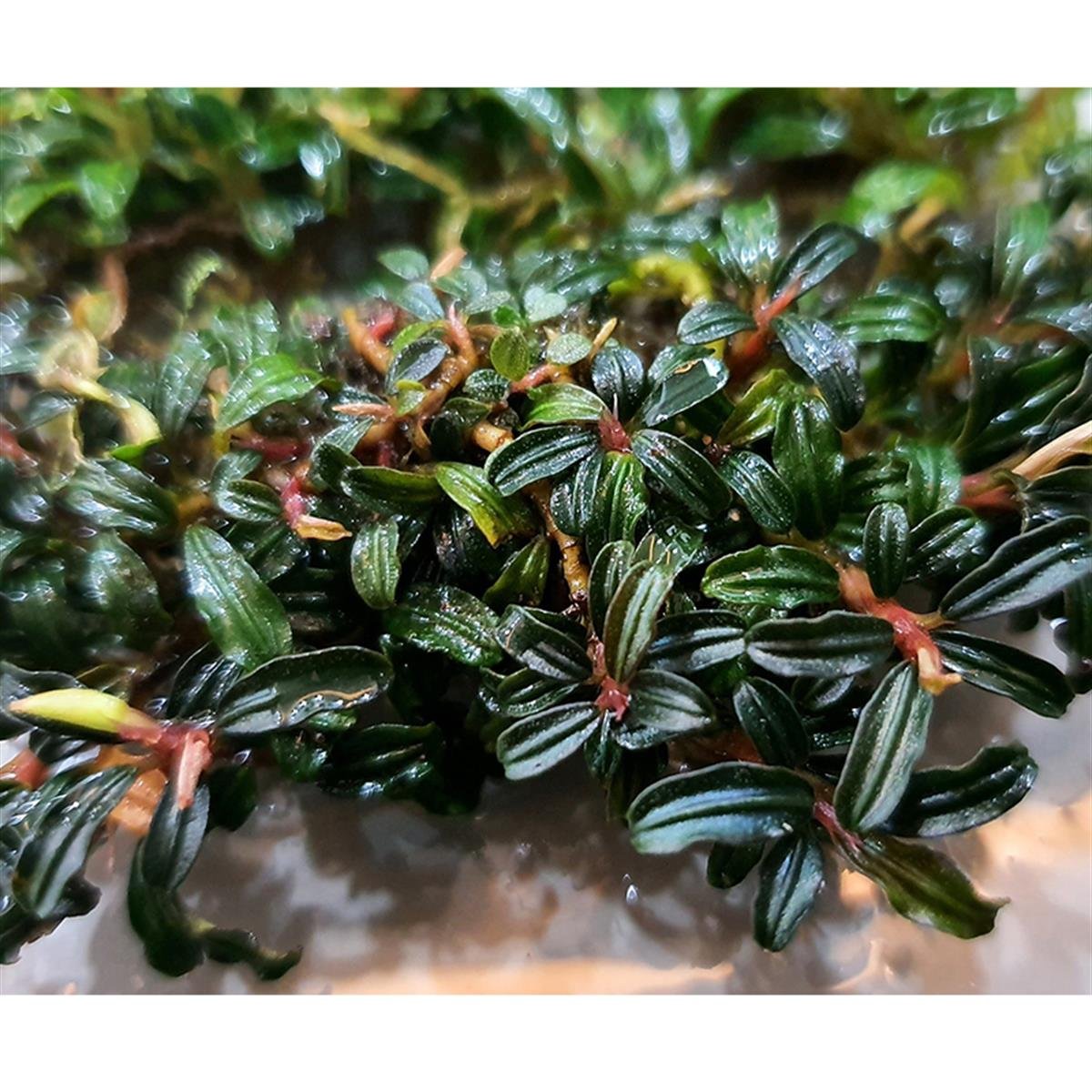 Bucephalandra Mini PhantomMini-Phantom