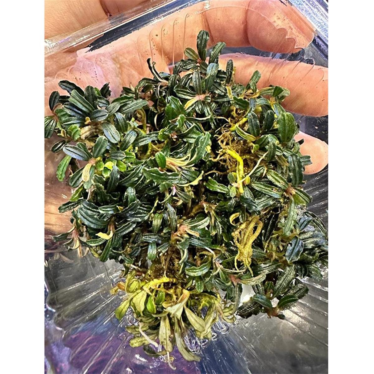 Bucephalandra Mini PhantomMini-Phantom