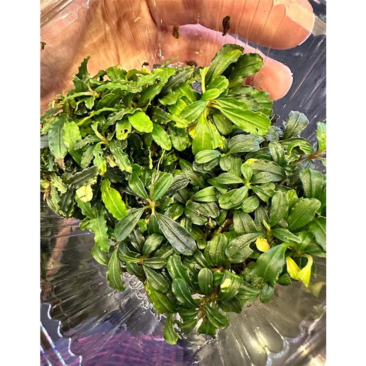 Bucephalandra Mini VelvetMini-Velvet