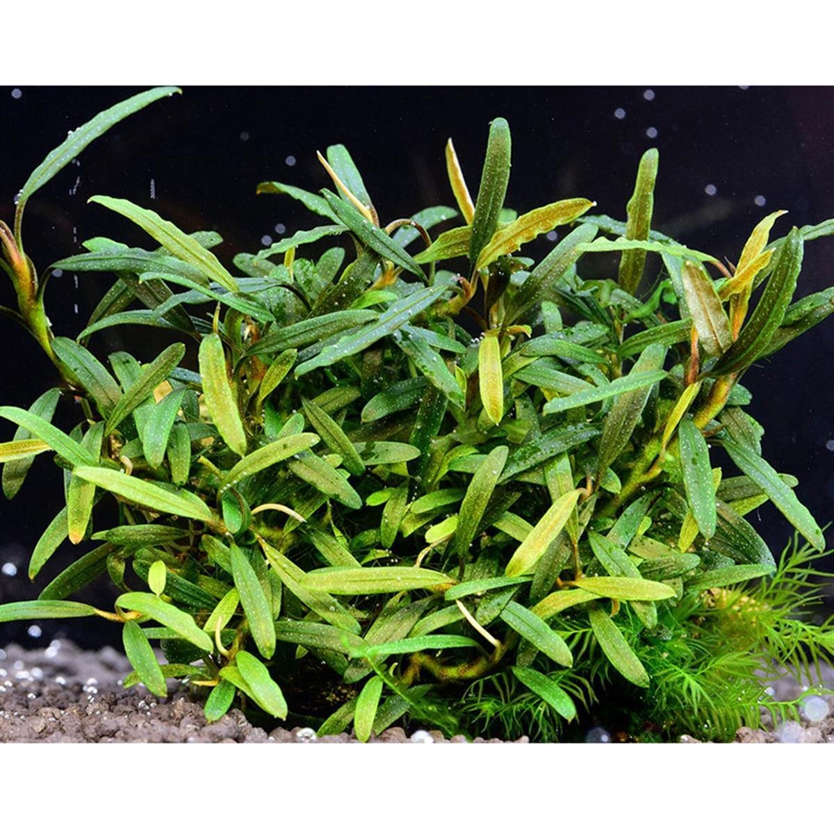 Bucephalandra Mini VelvetMini-Velvet