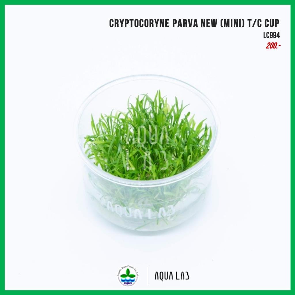 Cryptocoryne parva (In Vitro)106TC