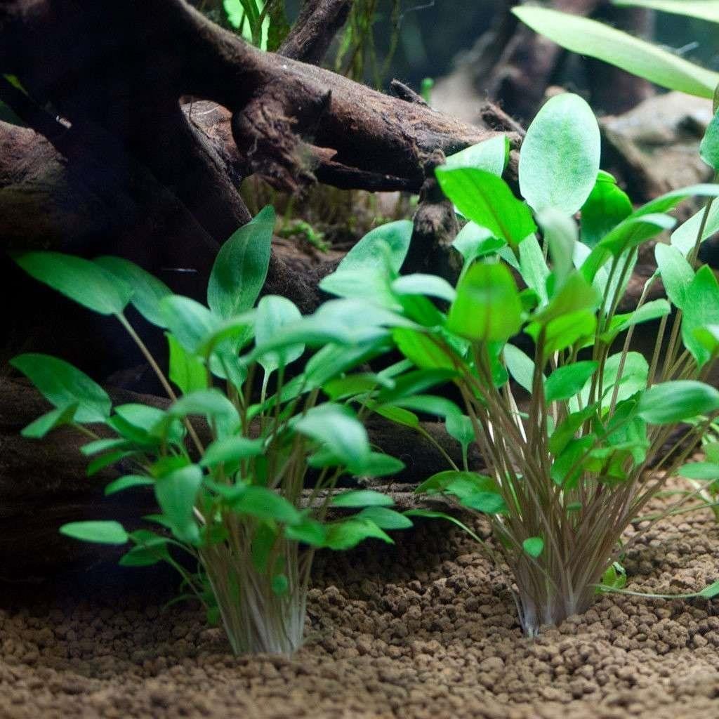 Cryptocoryne wendtii 'Green'SP1058
