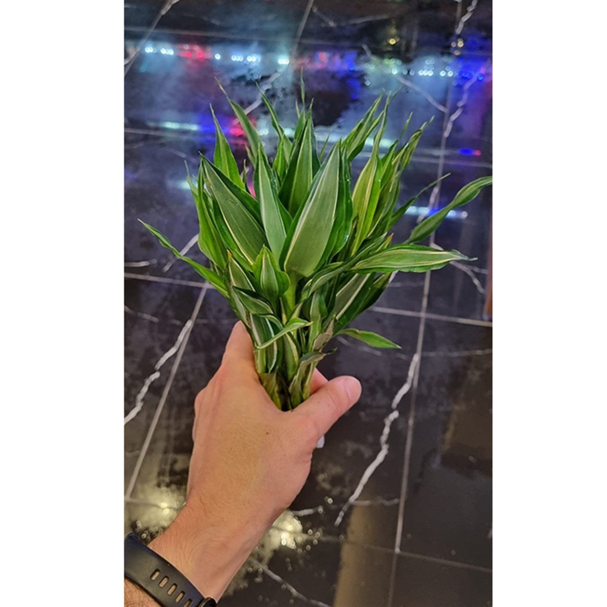 Dracaena Deremensis Stripped3072