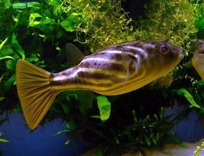 FAHAKA PUFFER BALIKLARI