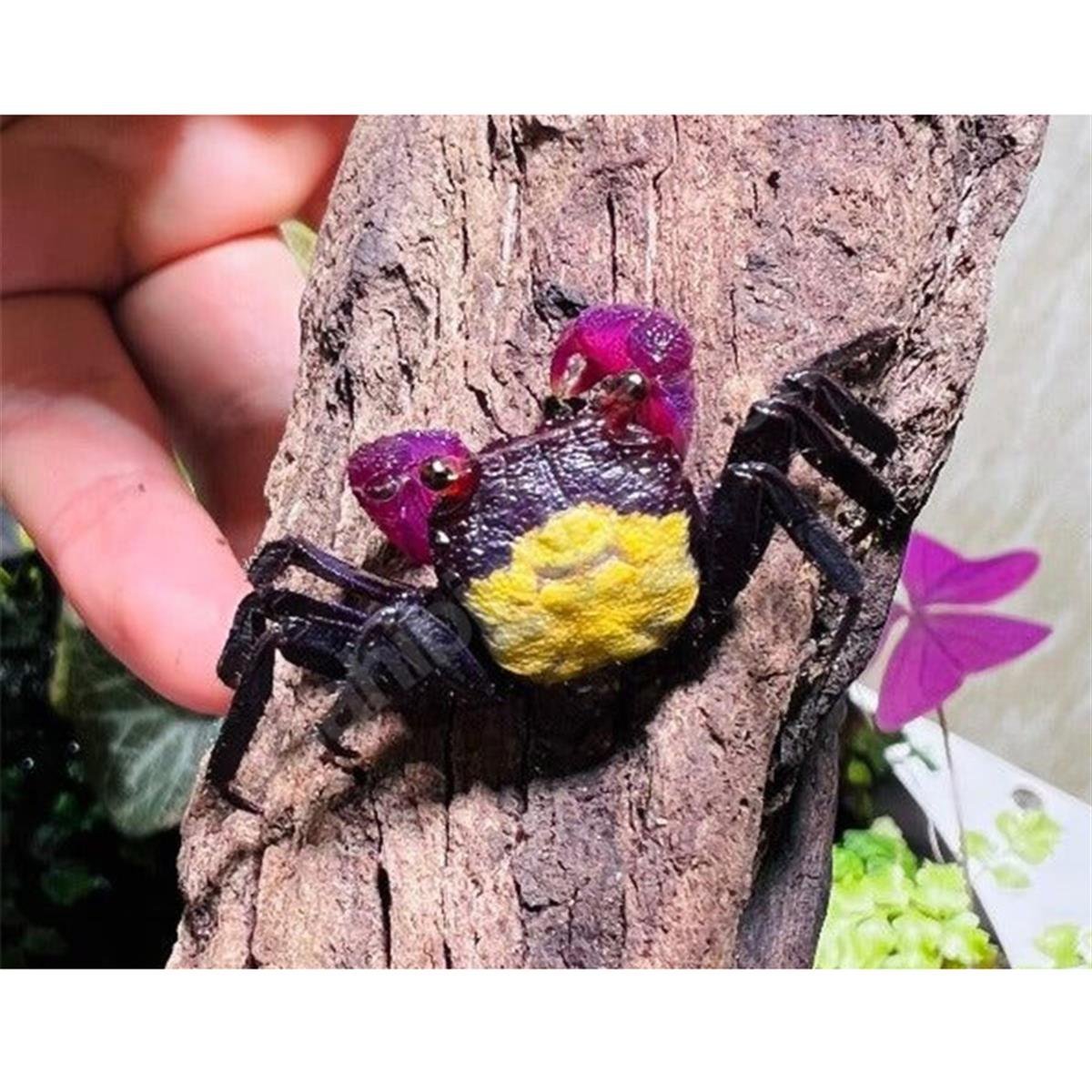 GEOSESARMA TRİCOLOR VAMPİRE CRABcanlı-358