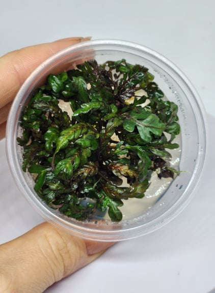 HYGROPHİLA PİNNATİFİDA IN VITRO 200 CC KAPh15