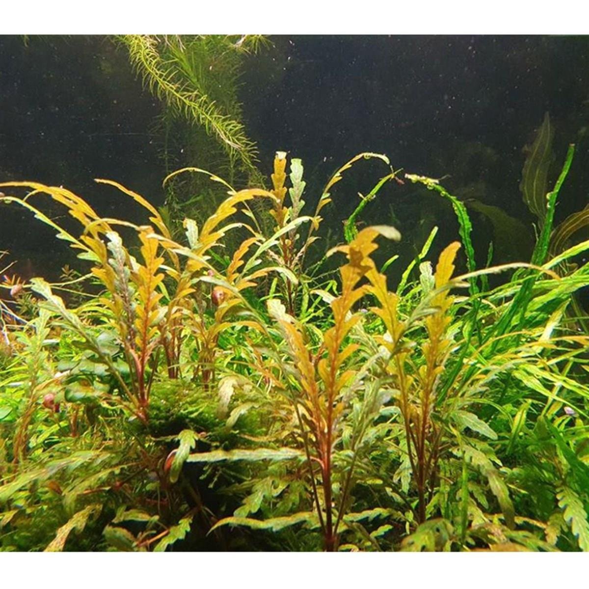 Hygrophila Pinnatifida3137