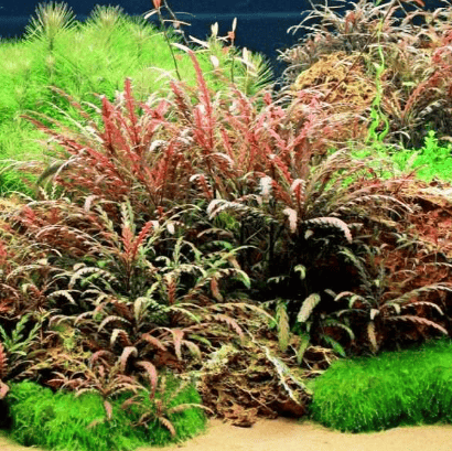 Hygrophila PinnatifidaSP1137