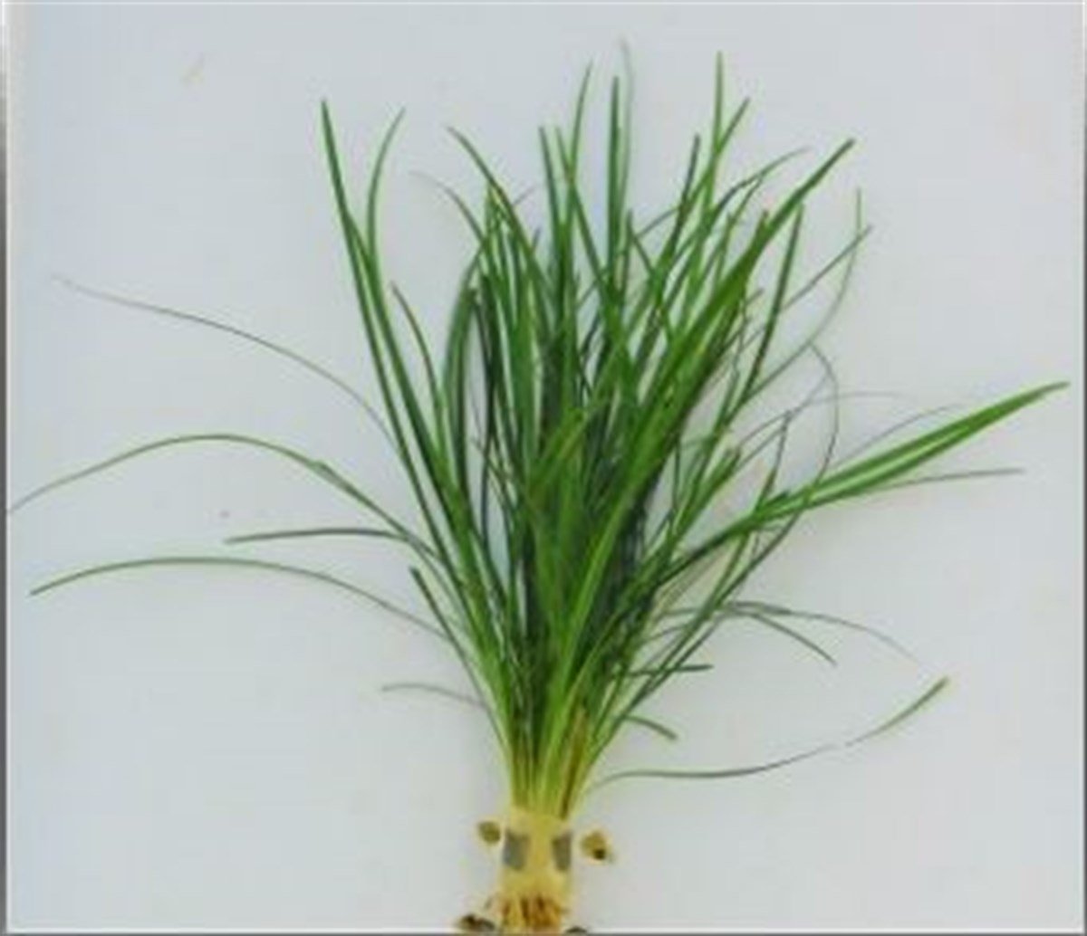 JaponicaBuketJaponica