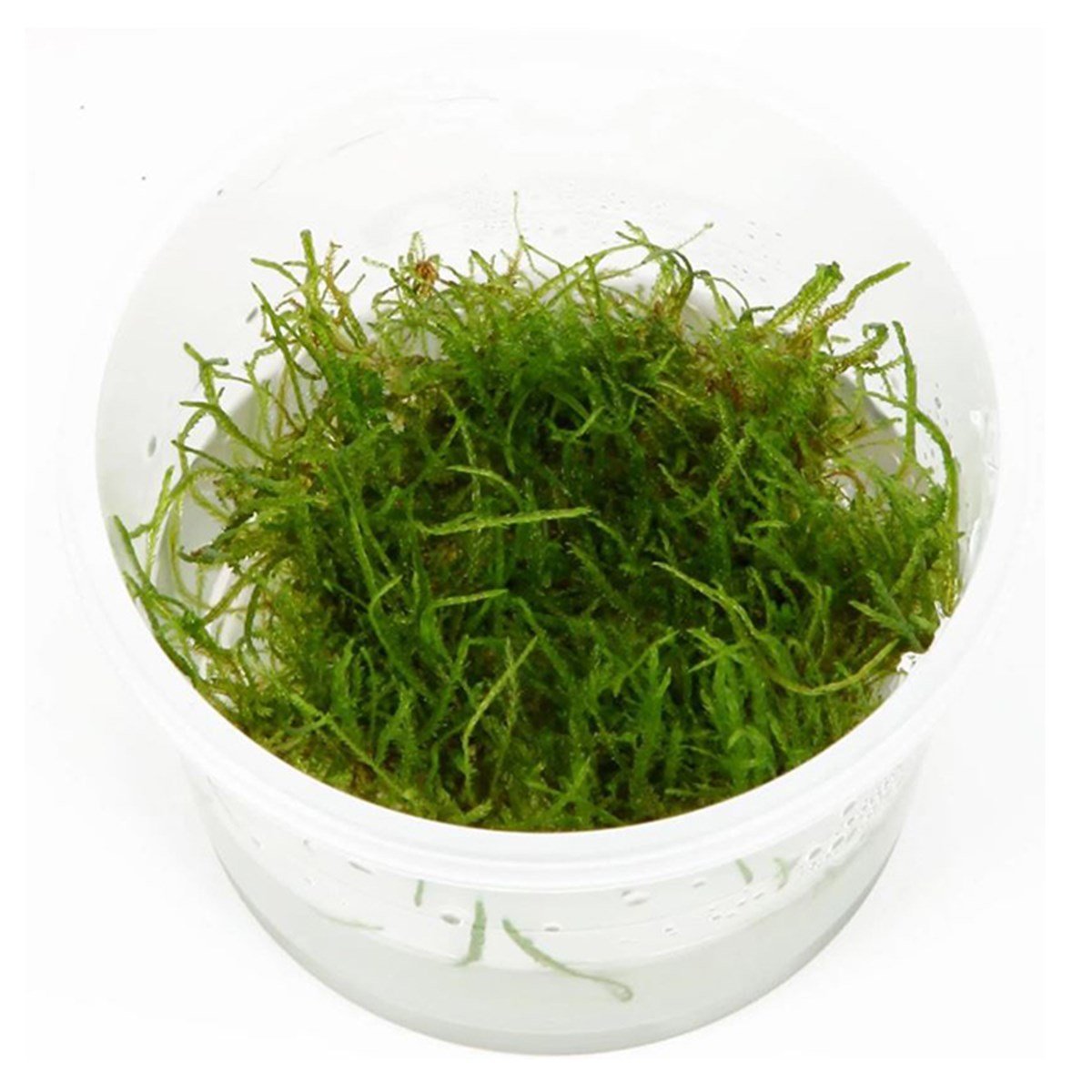 Java moss bitki-9349