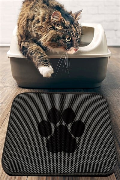 KEDİ KUMU PASPASI AT PAW