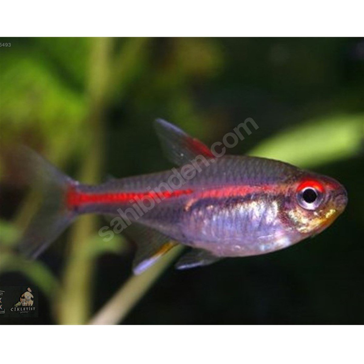 KIRMIZI NEON TETRA BALIKLARIcanlı-248