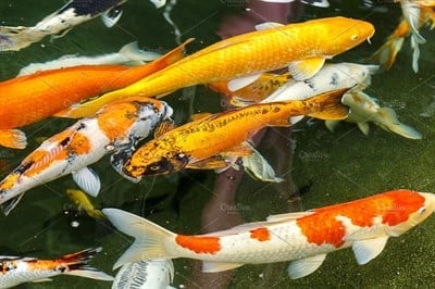 KOİ BALIKLARI