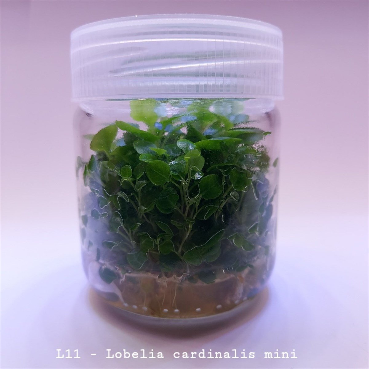 LOBELİA CARDİNALİS MİNİ IN VITRO 200 CC DEV KAVANOZL11
