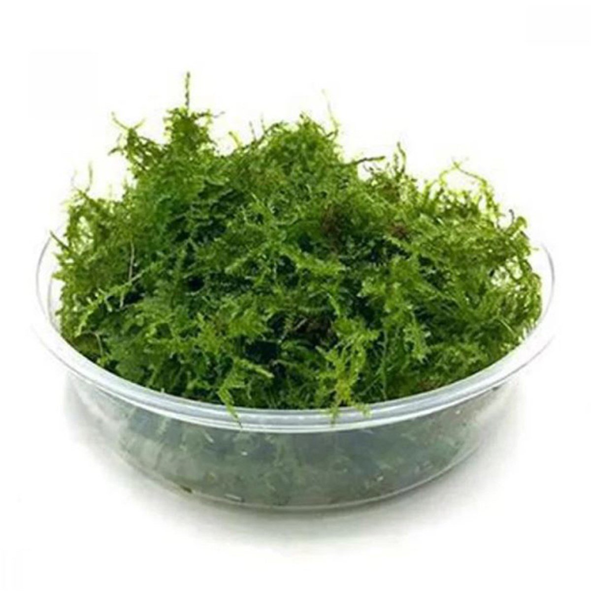 Mini Christmas Moss Cup Canlı BitkiMini-Christmas