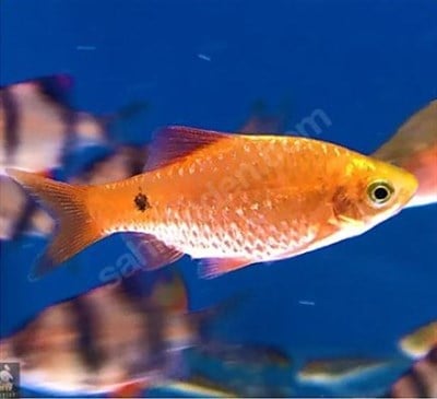 RED ROSY BARB