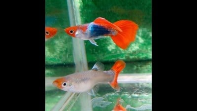 RED TUXEDO LEPİSTES BALIKLARI