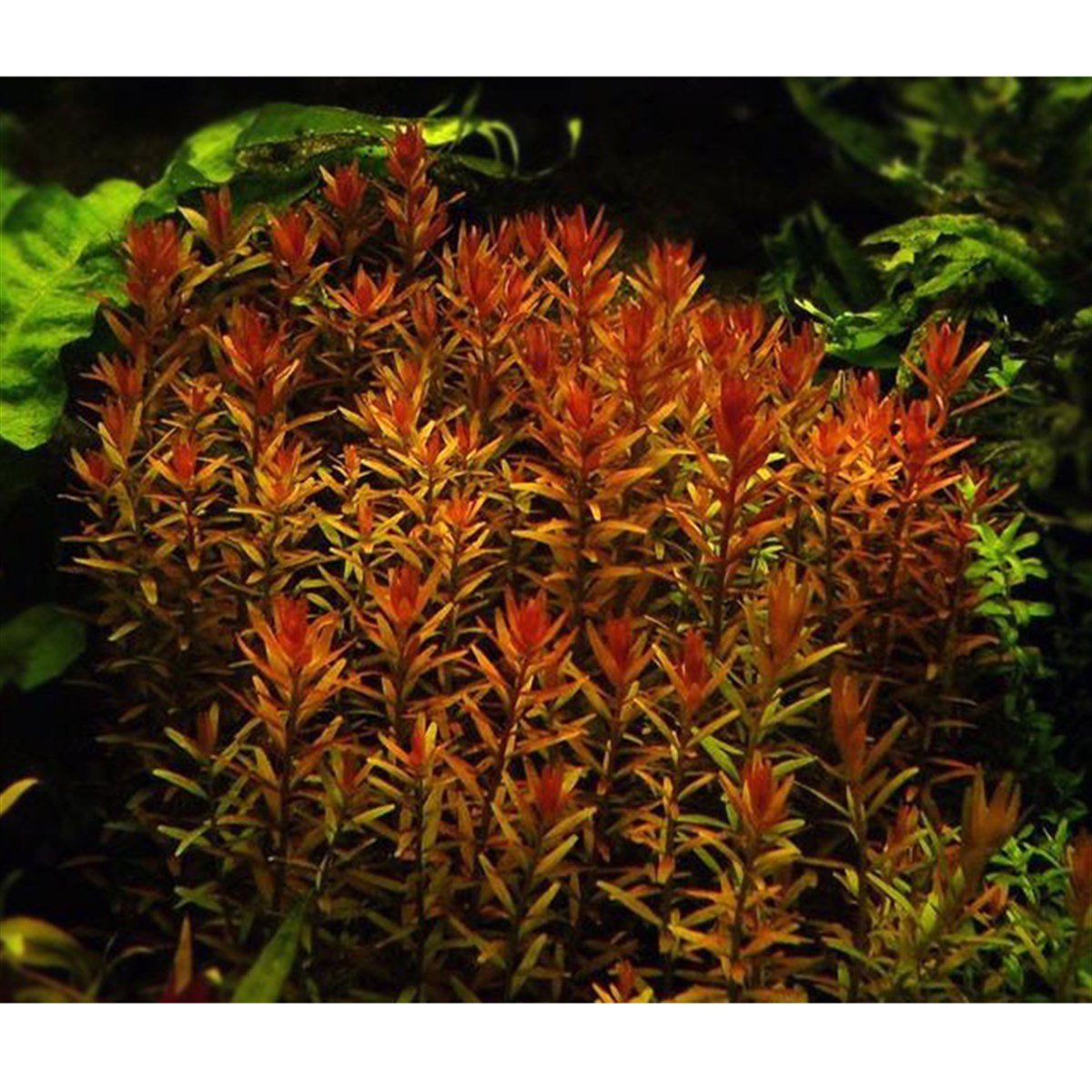ROTALA ROTUNDIFOLIAR09