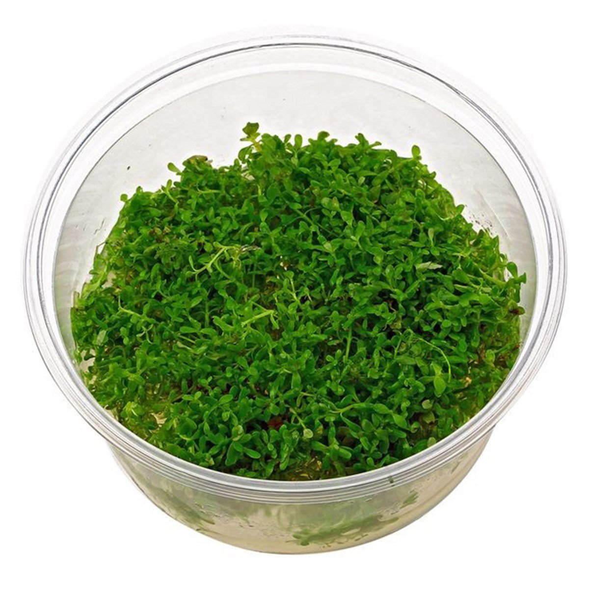 ROTALA ROTUNDIFOLIAR09