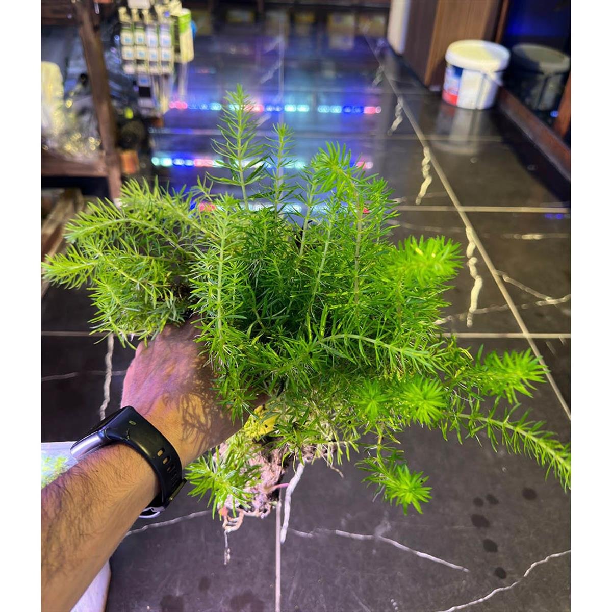 SAKSI POGOSTEMON ERECTUSSAKP02