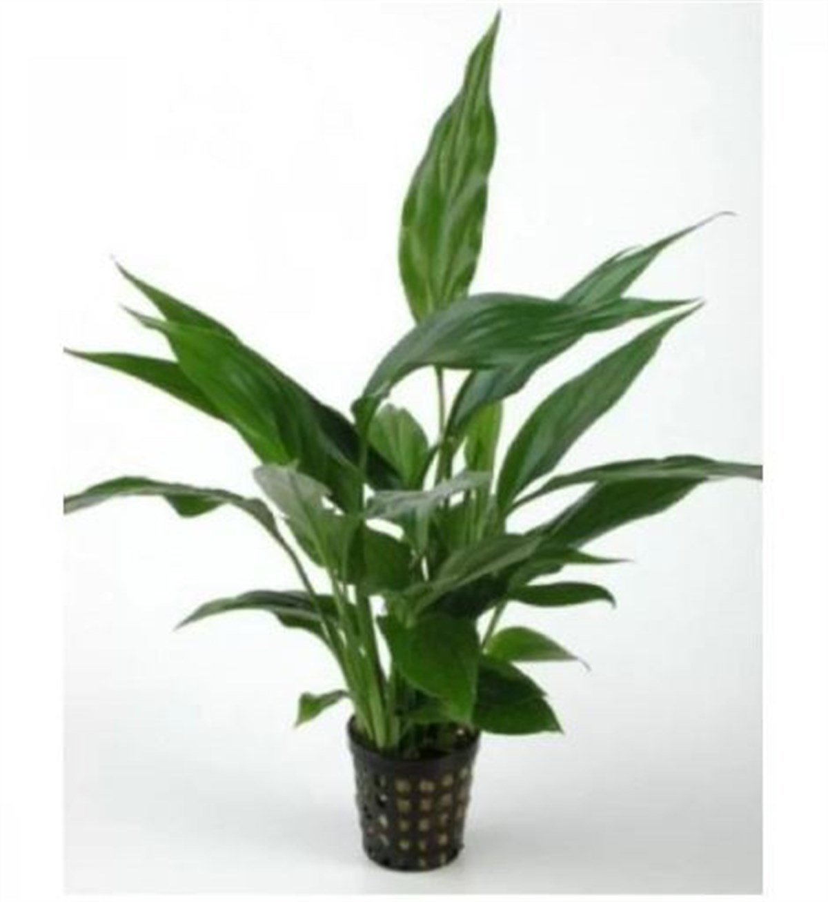 Spathiphyllum Wallisii Canlı Bitki