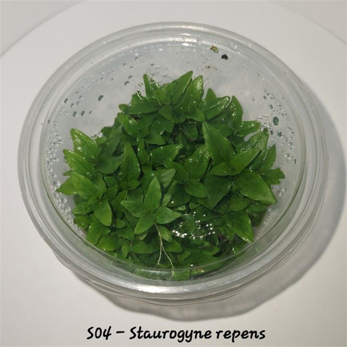 STAUROGYNE REPENS IN VITRO CREAQUAJ02