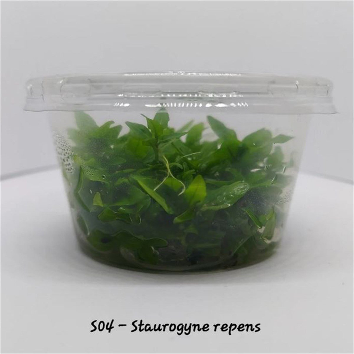 STAUROGYNE REPENS IN VITRO CREAQUAJ02