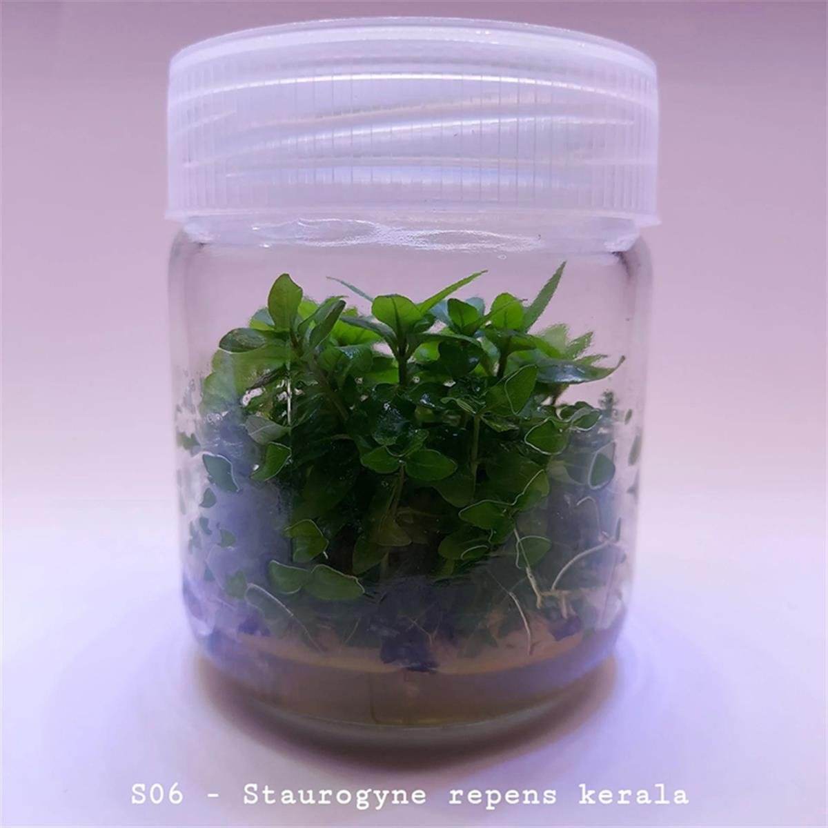 STAUROGYNE REPENS KERALA IN VITROS06