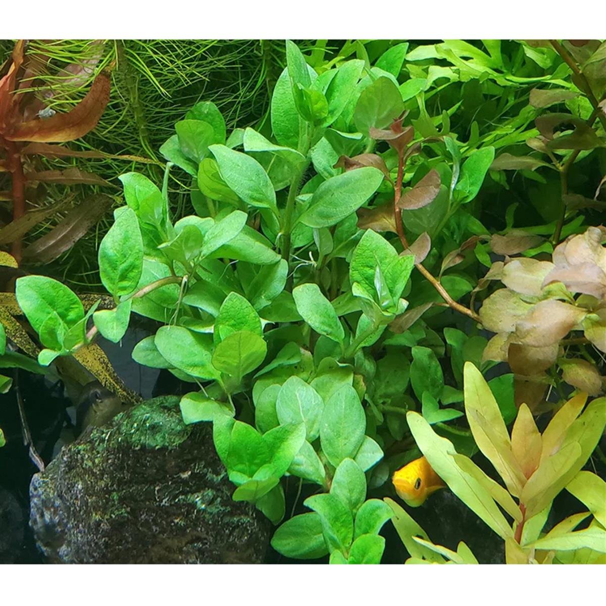 STAUROGYNE REPENS KERALA IN VITROS06