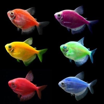 TRANSGENETİK TETRA