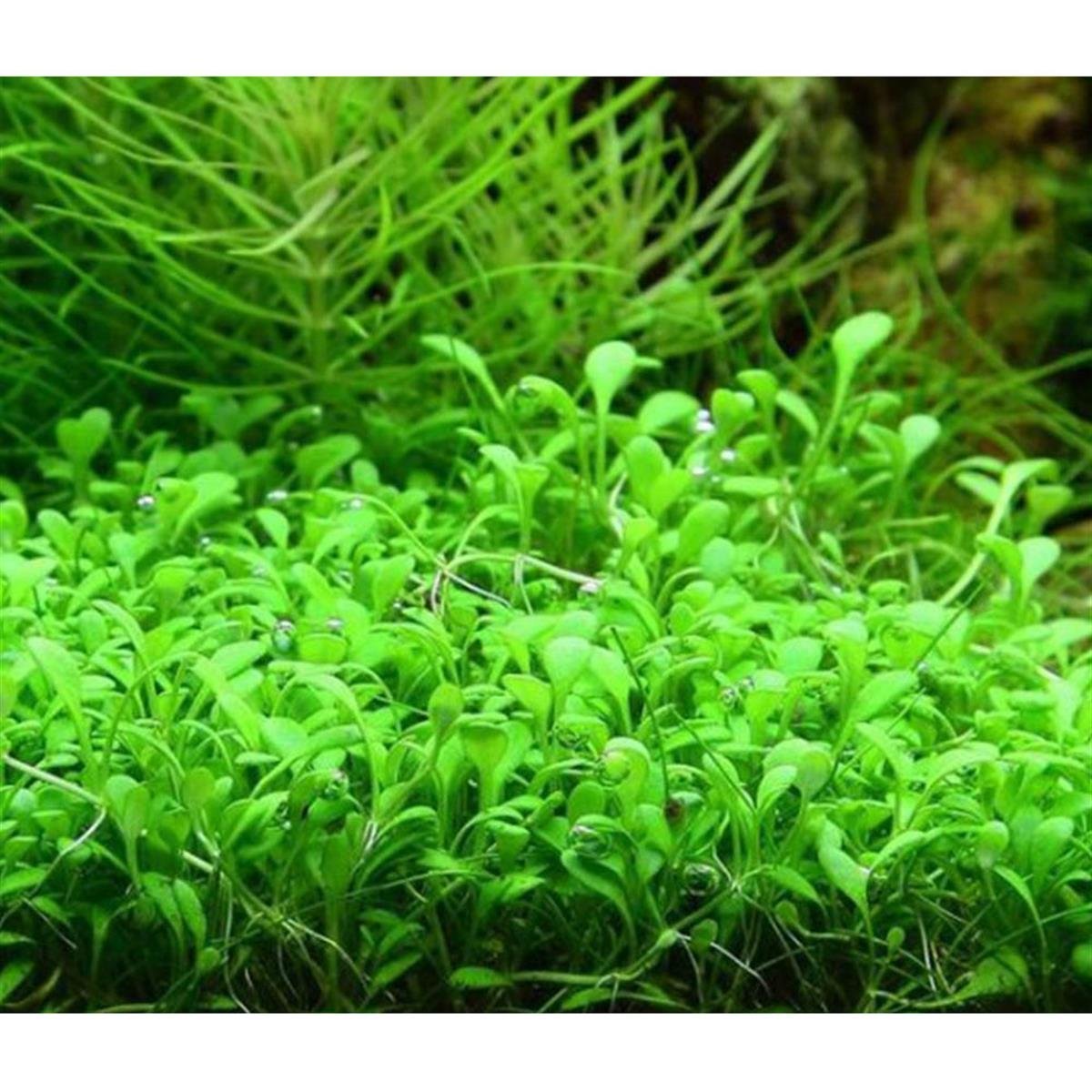 VİYÖL GLOSSOSTİGMA  ELATİNOİDES 3 CM X 3 CM CREQUAVCRGLOSSO