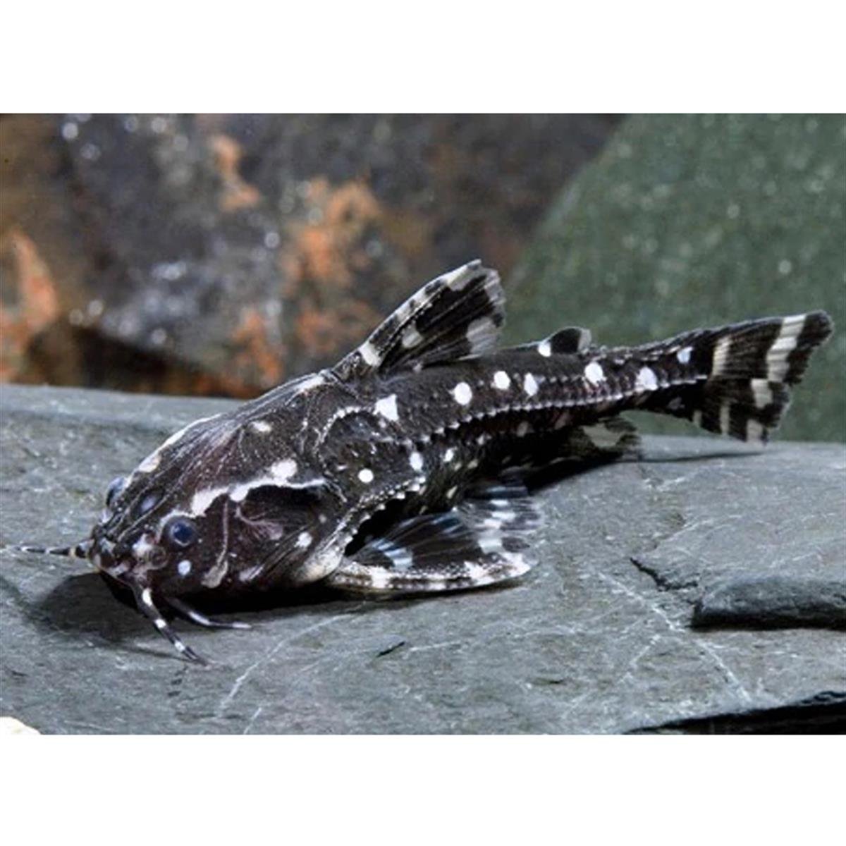 White Spotted Dorascanlı-351