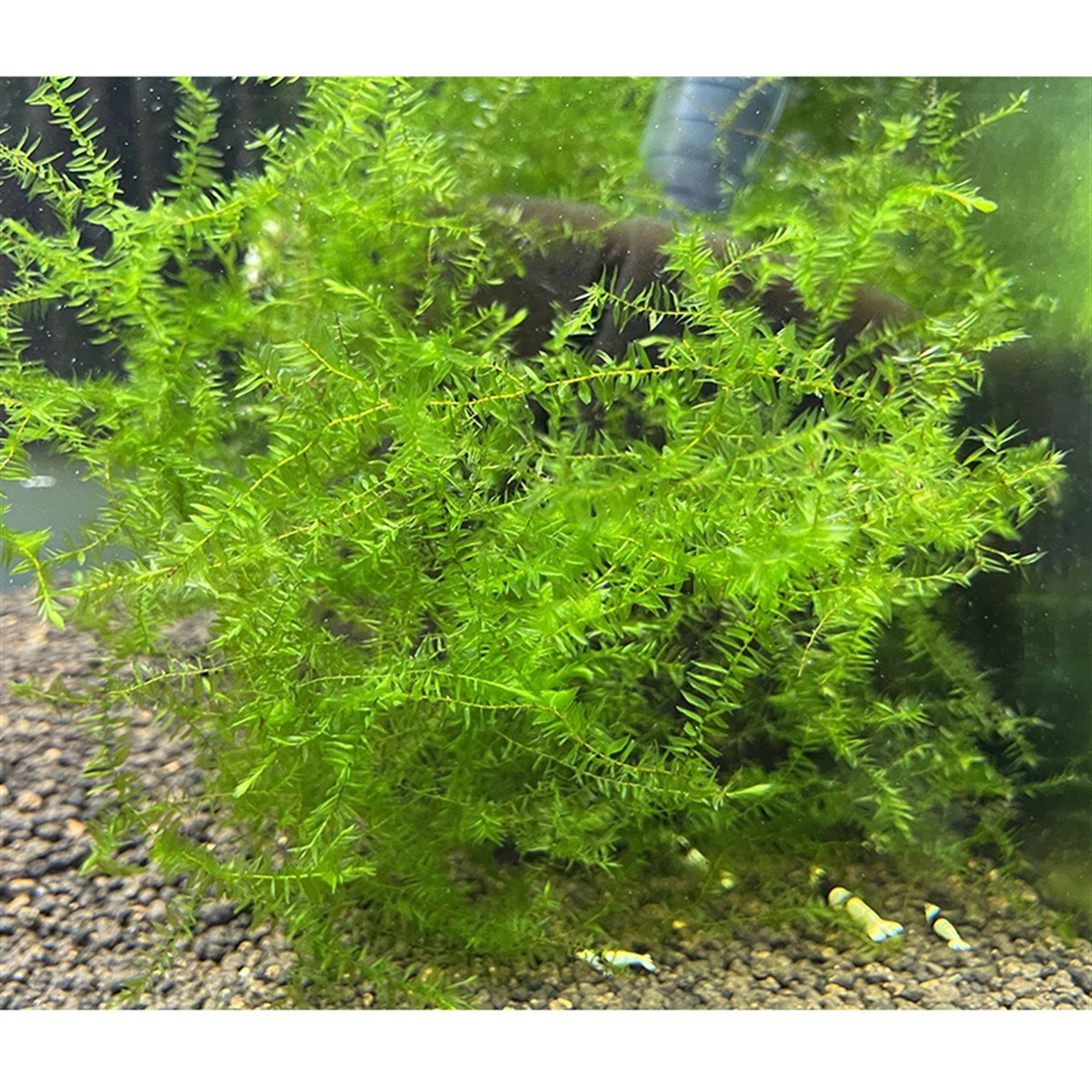 Willow Hyp Mosswillow