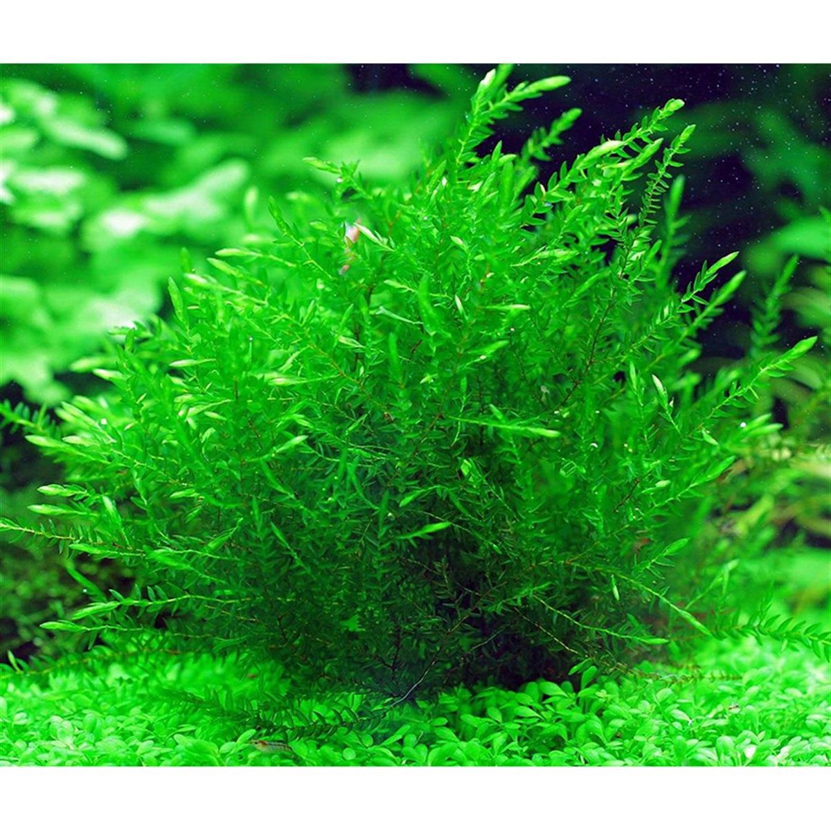Willow Hypnoides Mosshypnoides