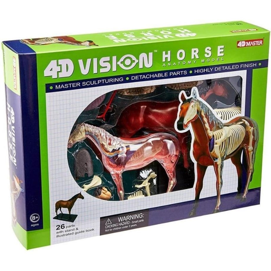 4D Master Vision Oyuncak At Anatomi Modeli