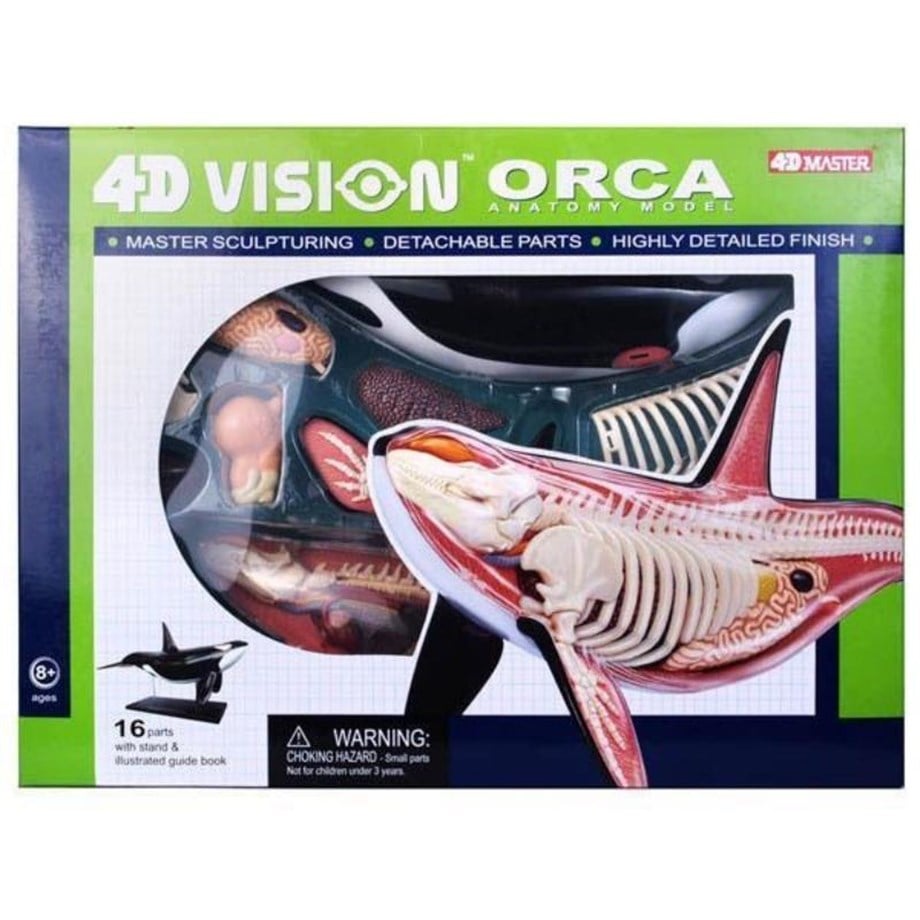 4D Master Vision Oyuncak Katil Balina Anatomi Modeli