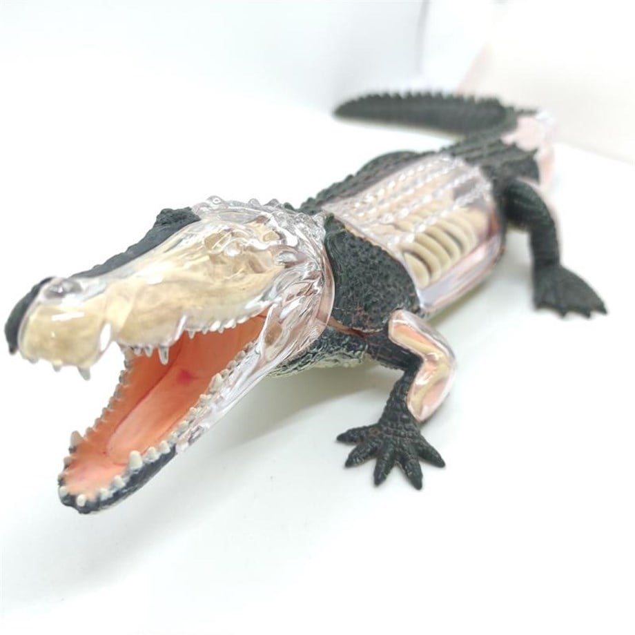 4D Master Vision Oyuncak Timsah Anatomi Modeli