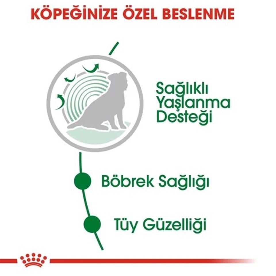 Royal Canin Mini Ageing 12+ Yaş Maması