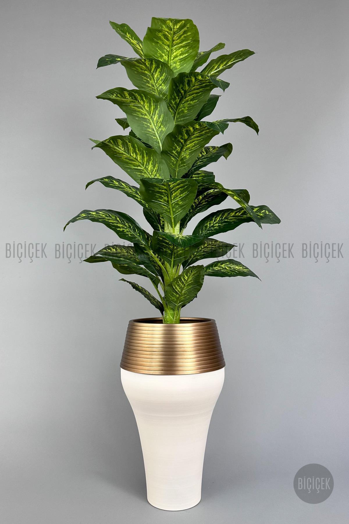 190 cm difenbahya bitkisi Cleopatra saksıda krem gold