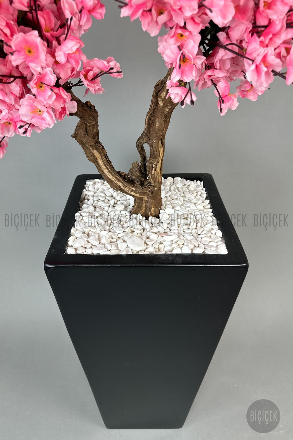 Bonzai gövdeli Pembe Sakura Ağacı 150cm Dış Mekana Uygun