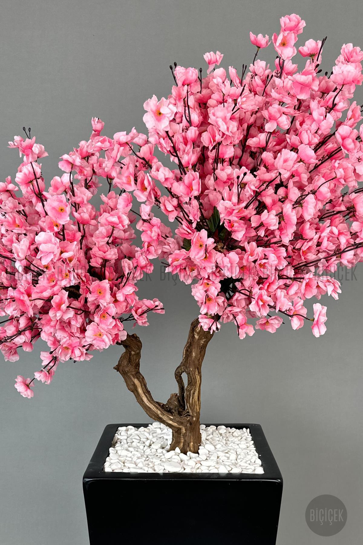 Bonzai gövdeli Pembe Sakura Ağacı 150cm Dış Mekana Uygun
