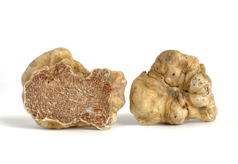 Değerli Beyaz Trüf Mantarı - Tuber magnatum