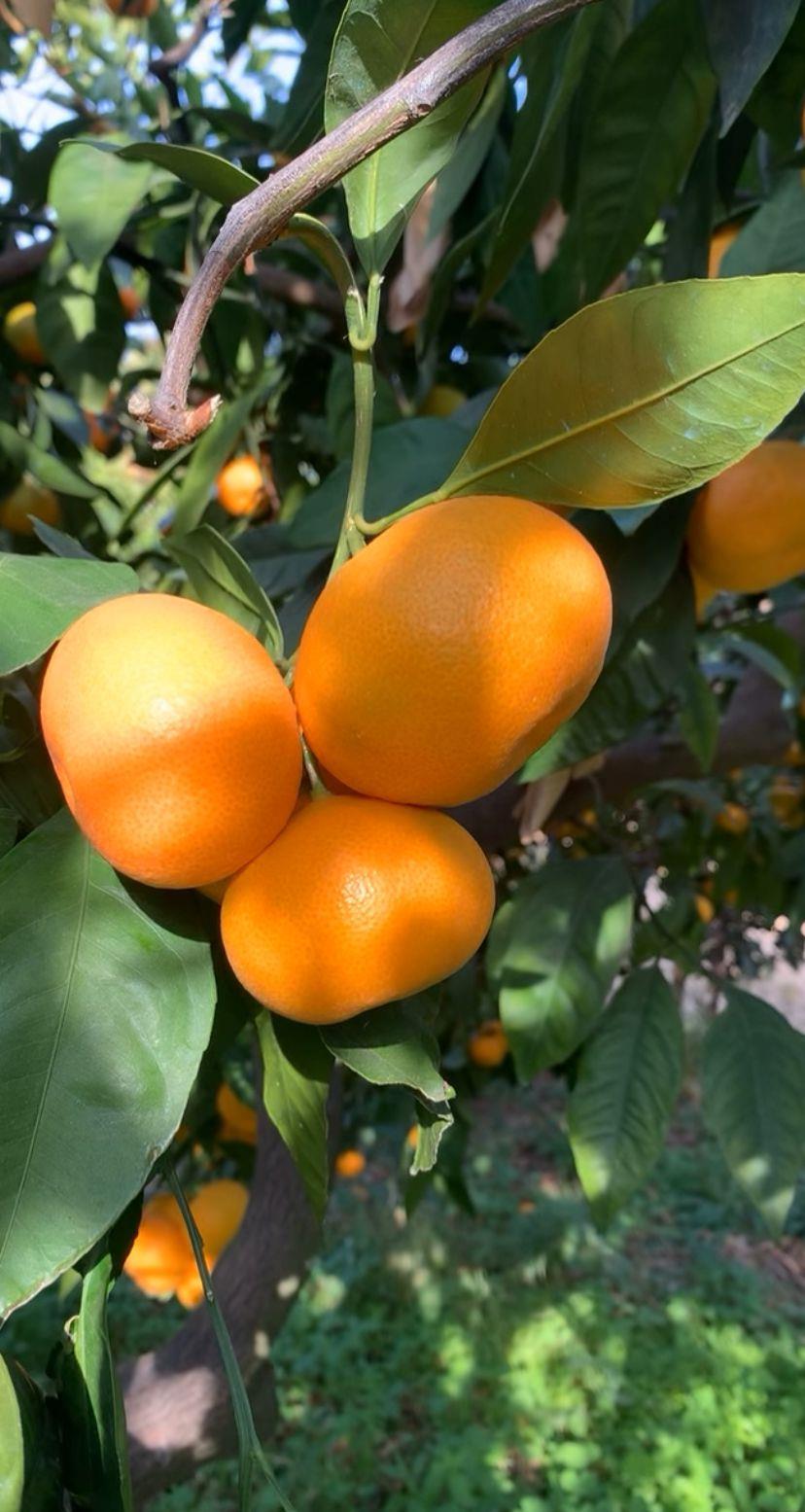 Gümüldür Satsuma Mandalina 2 Kg (Yeşil)