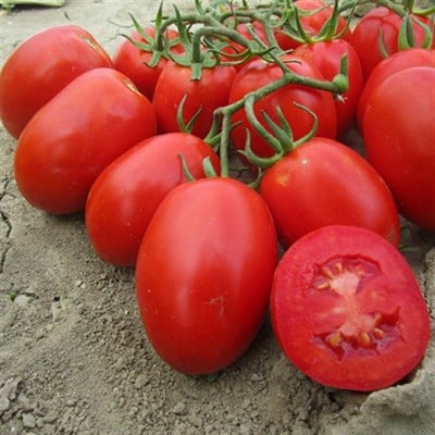 Organik Rio (Salçalık) Domates 10 Kg (Sadece Bursa Teslim)