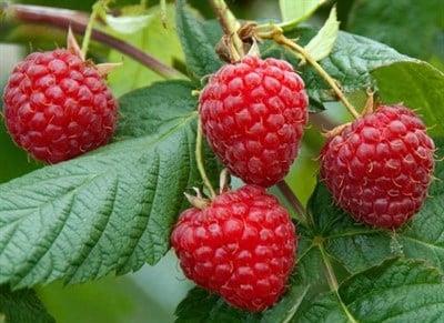 Yerli Frambuaz (Ahududu) 250 gr