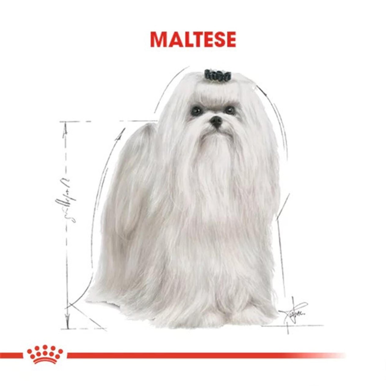 Royal Canin Maltese Terrier  Yetişkin Köpek Maması 1,5 Kg